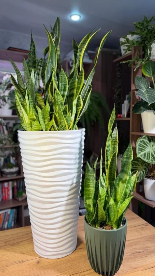 5 растений с бабушкиного подоконника, которых еще недавно стыдились, а теперь они - на пике популярности. 01