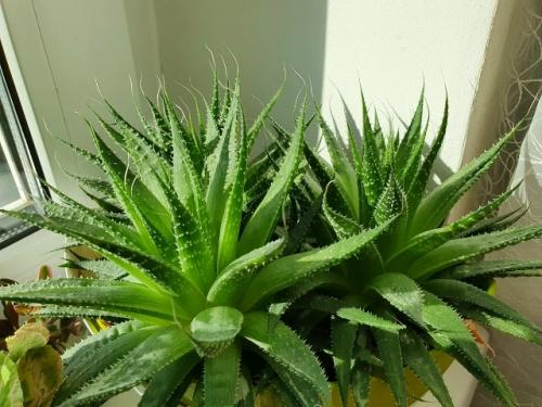 5 растений с бабушкиного подоконника, которых еще недавно стыдились, а теперь они - на пике популярности. 03