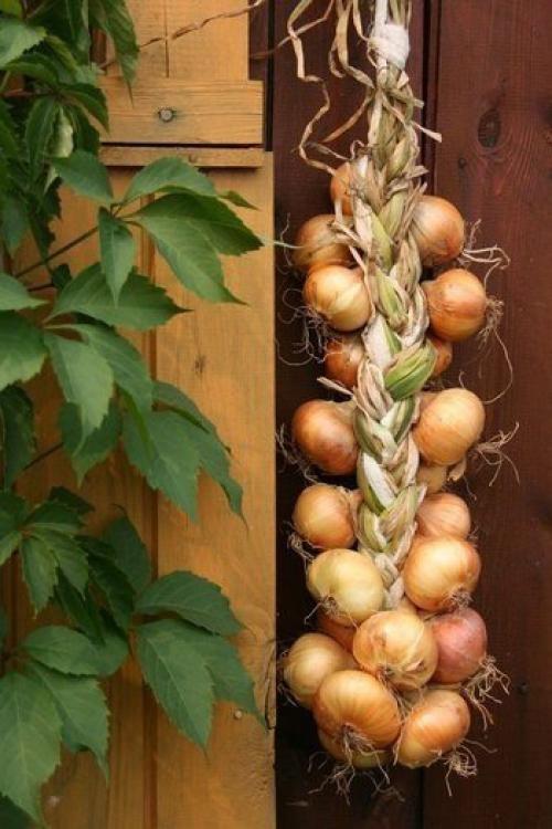 Способ плетения луковых кос. 05