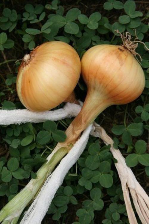 Способ плетения луковых кос. 01