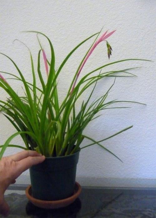 Неприхотливая и преданная бильбергия поникающая? 04