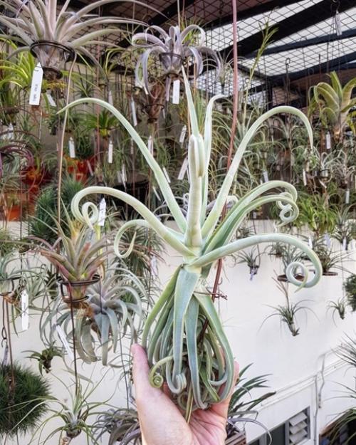 Ароматная и сочная курочка в медово - чесночном маринаде. 06