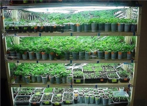 Лампы для рассады.