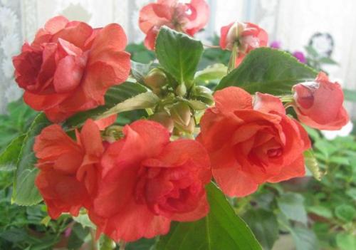 Цикл: ЦКР. Бальзамин (продолжение). 01