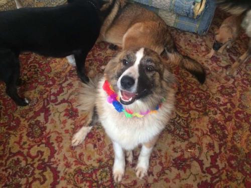 Как собака вас лучше сделает. 03