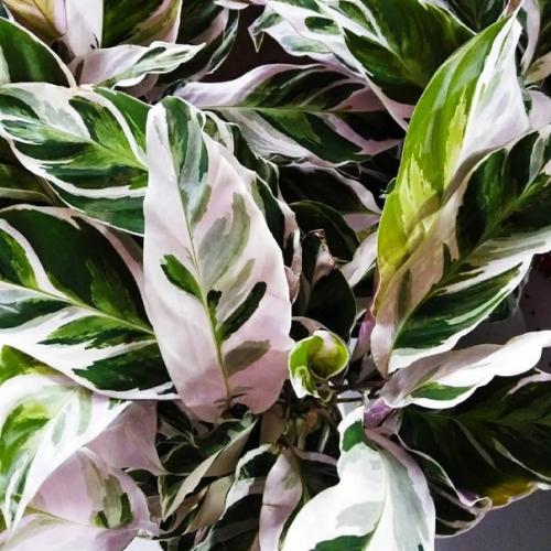 5 растений, которые создадут атмосферу тропиков в обычной квартире. 08