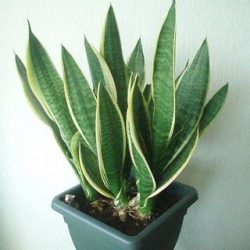 Комнатные цветы, которые защищают от гриппа и орви. 01