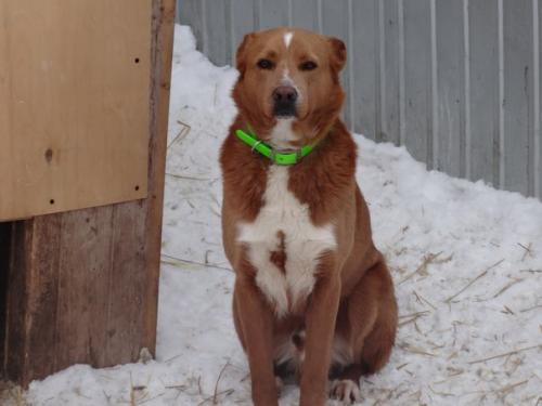 Как собака вас лучше сделает. 06