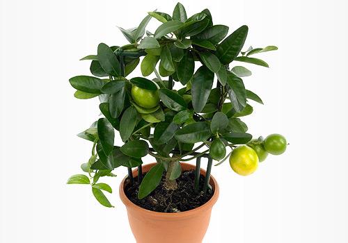 Комнатные цветы, которые защищают от гриппа и орви. 02