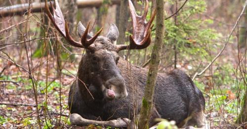 Самые большие лесопарки и заповедники москвы. 04