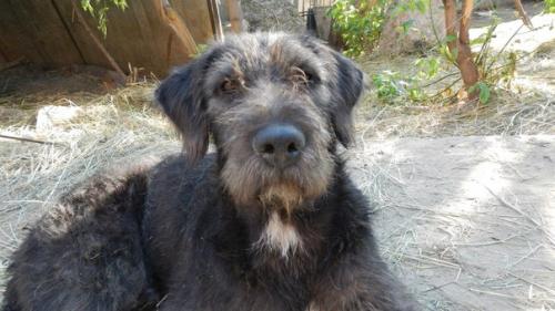 Как собака вас лучше сделает. 05