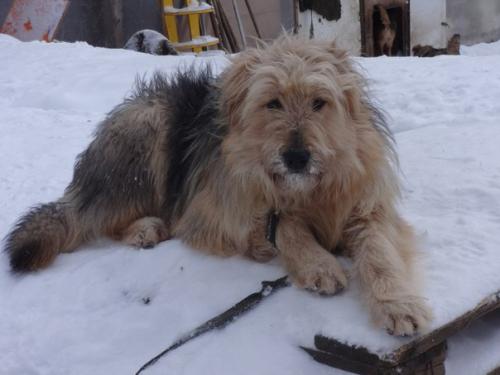 Как собака вас лучше сделает. 07