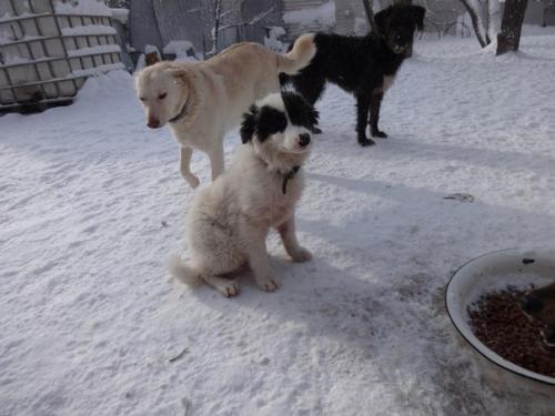 Как собака вас лучше сделает. 02