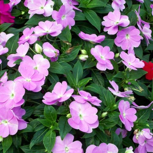 Цикл: ЦКР. Бальзамин (продолжение). 04