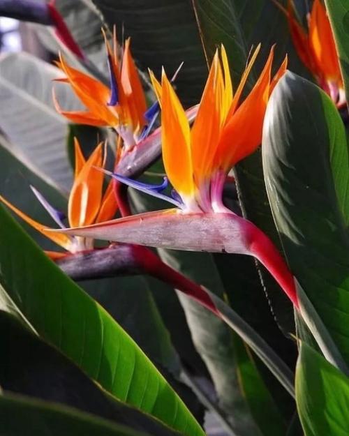 5 растений, которые создадут атмосферу тропиков в обычной квартире. 05