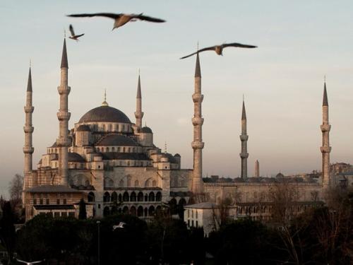 Голуба?  Я мече? 01