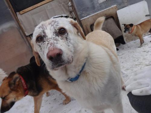 Как собака вас лучше сделает. 04