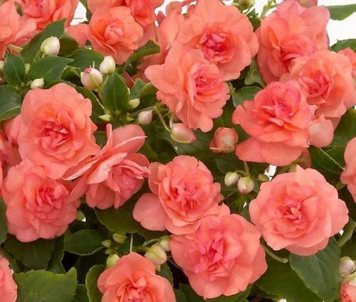 Цикл: ЦКР. Бальзамин (продолжение). 06