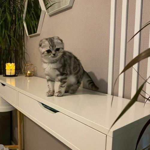 Зонирование в однушке на спальную и гостиную зоны. 04