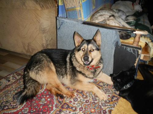 Как собака вас лучше сделает. 01