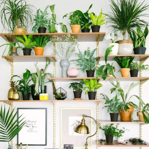 Цветы в интерьере. 03