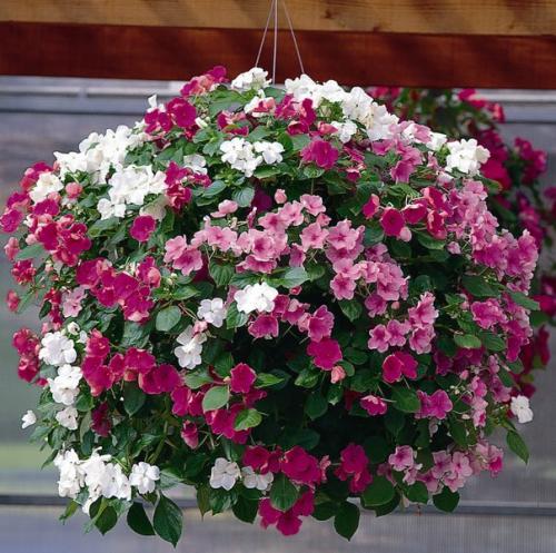 Цикл: ЦКР. Бальзамин (продолжение). 08