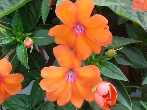 Цикл: ЦКР. Бальзамин (продолжение). 07