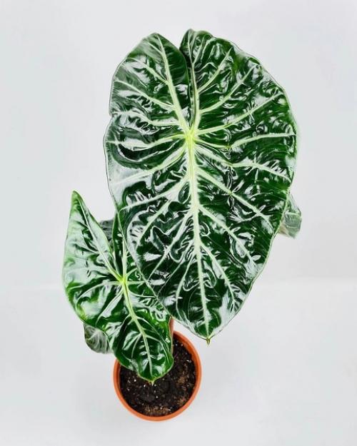 5 растений, которые создадут атмосферу тропиков в обычной квартире. 02