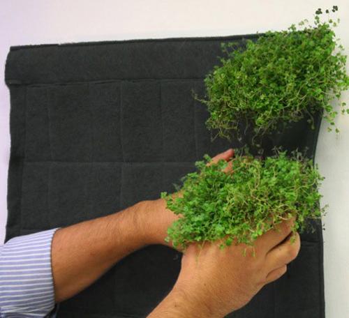 Что такое фитостена в интерьере. Фитостена? 

Фитостена - одна из главных тенденций современного дизайна интерьеров - использование экологически чистых материалов.