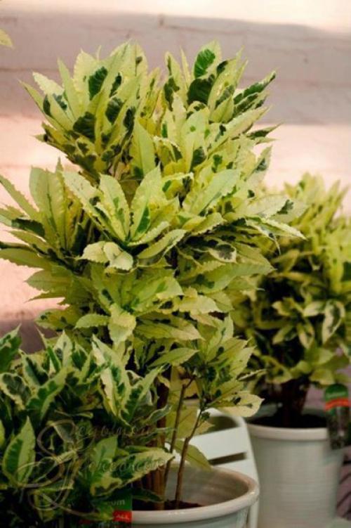 Кротон (кодиеум.  Особенности ухода в домашних условиях. 01