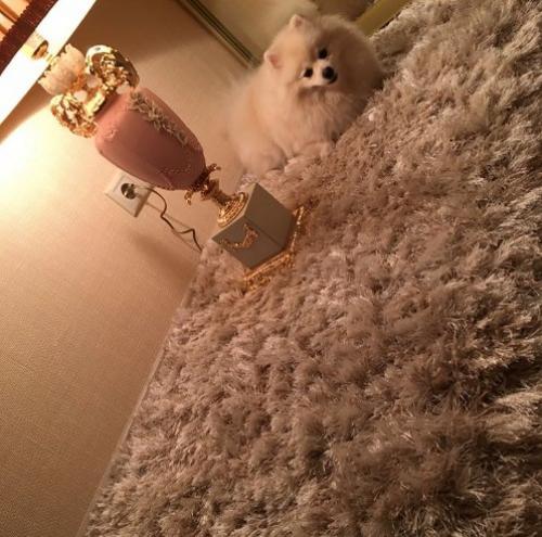 Евгения феофилактова с шиком обустраивает новую квартиру. 02