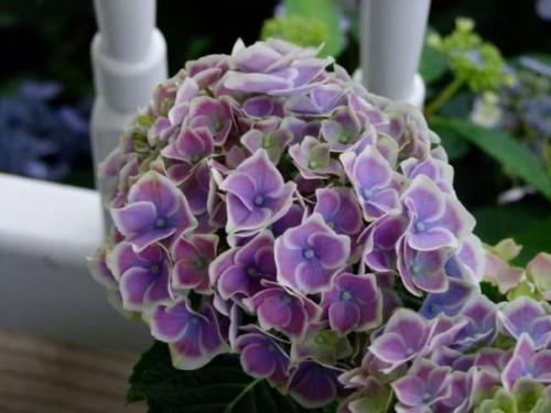 Гортензия в домашних условиях: тонкости размножения и ухода, лучшие сорта. 03