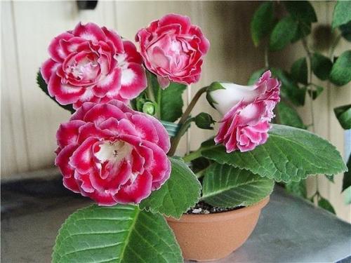 Как сохранить клубни глоксинии? 04