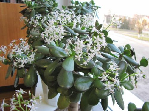 Почему не цветет денежное дерево? 01