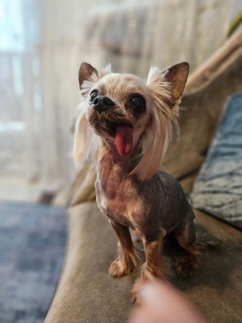 Когда всех помыли, постригли, напшикали ароматами. 03