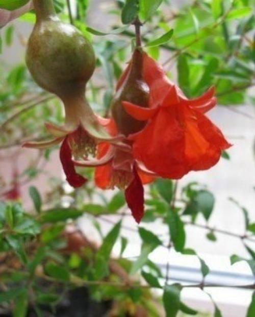 Как вырастить гранат из косточки? 04