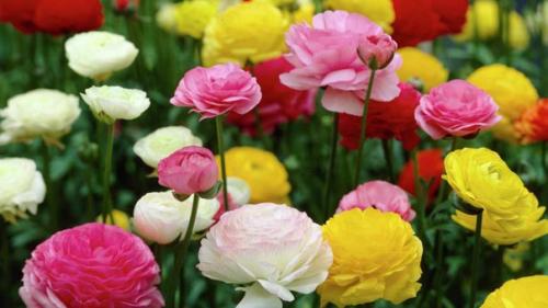 Ранункулюс. Азиатский лютик можно сажать не , внимание, только в саду, но и дома. 01