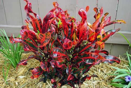 Кротон (кодиеум.  Особенности ухода в домашних условиях. 05