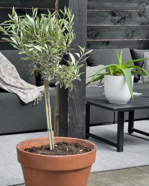 Чёрный цвет, который совсем не утяжеляет пространство: уютный дом со деревянными акцентами. 05