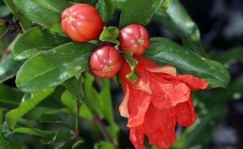 Как вырастить гранат из косточки? 05