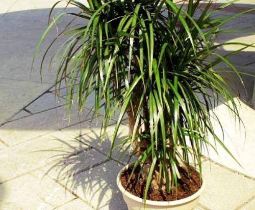 Как обновить драцену? 06