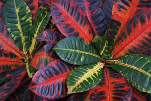 Кротон (кодиеум.  Особенности ухода в домашних условиях. 02