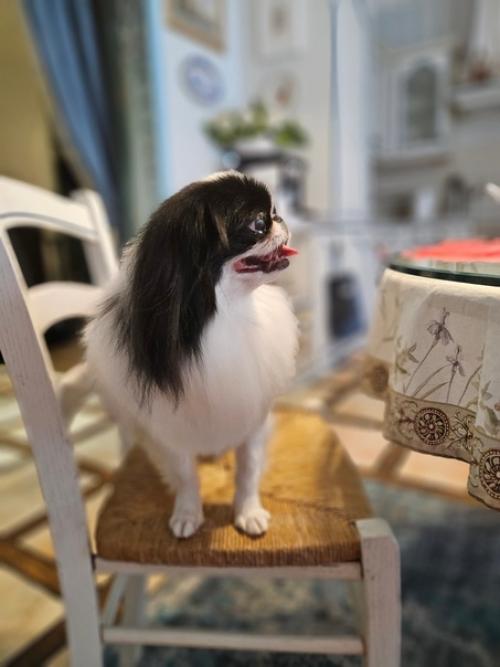 Когда всех помыли, постригли, напшикали ароматами. 04