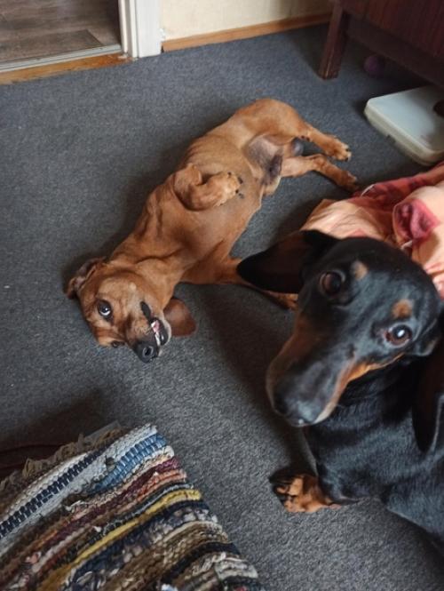 Летом 2022 года в музее - квартире а. а. блока была организована выставка: Такса - Друг Поэта. 01