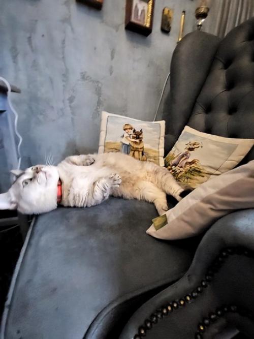 Когда всех помыли, постригли, напшикали ароматами. 05