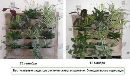Что такое фитостена в интерьере. Фитостена? 

Фитостена - одна из главных тенденций современного дизайна интерьеров - использование экологически чистых материалов.