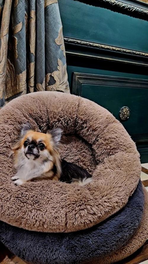 Когда всех помыли, постригли, напшикали ароматами. 02