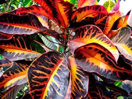 Кротон (кодиеум.  Особенности ухода в домашних условиях. 06