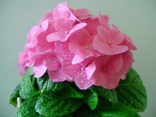 Гортензия в домашних условиях: тонкости размножения и ухода, лучшие сорта. 04