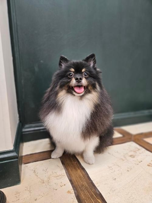 Когда всех помыли, постригли, напшикали ароматами. 01